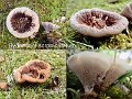 Hydnellum scrobiculatum-amf899